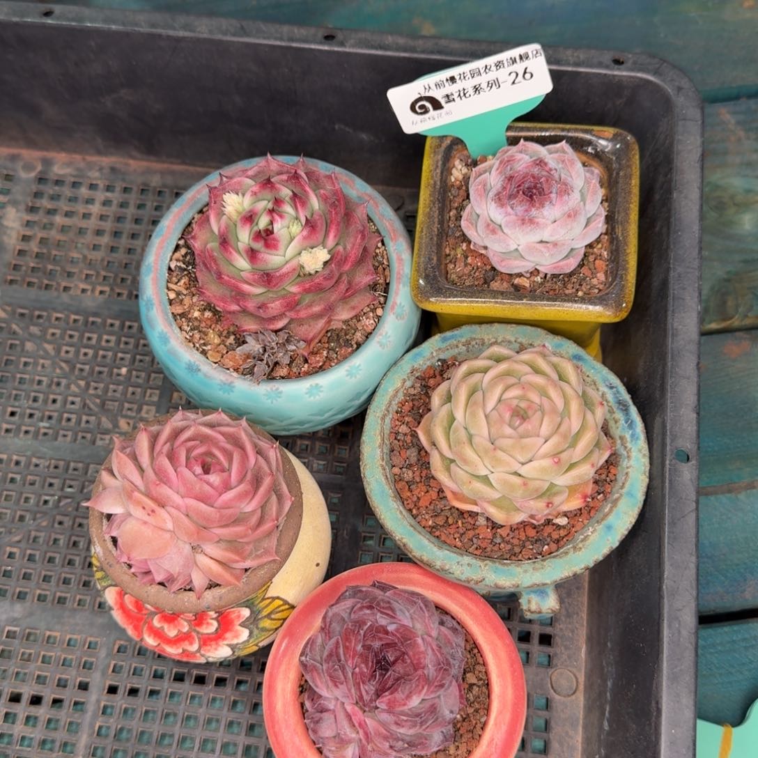 从前慢雪花多肉26