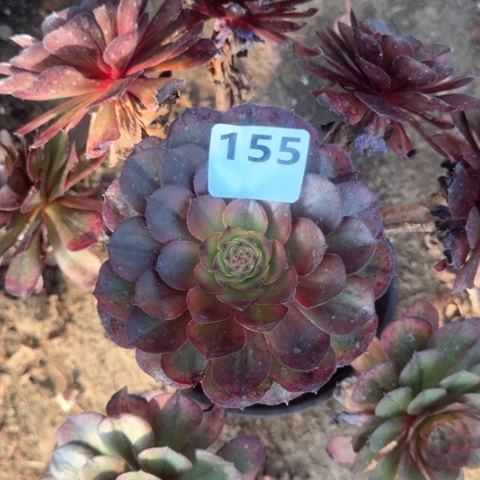 法师万七彩18-8多肉