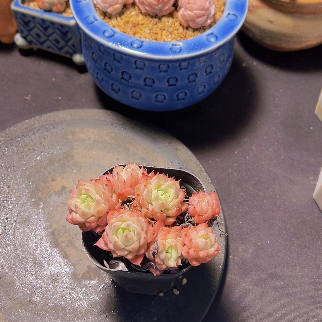 格*酸橙辣椒，多肉植物
