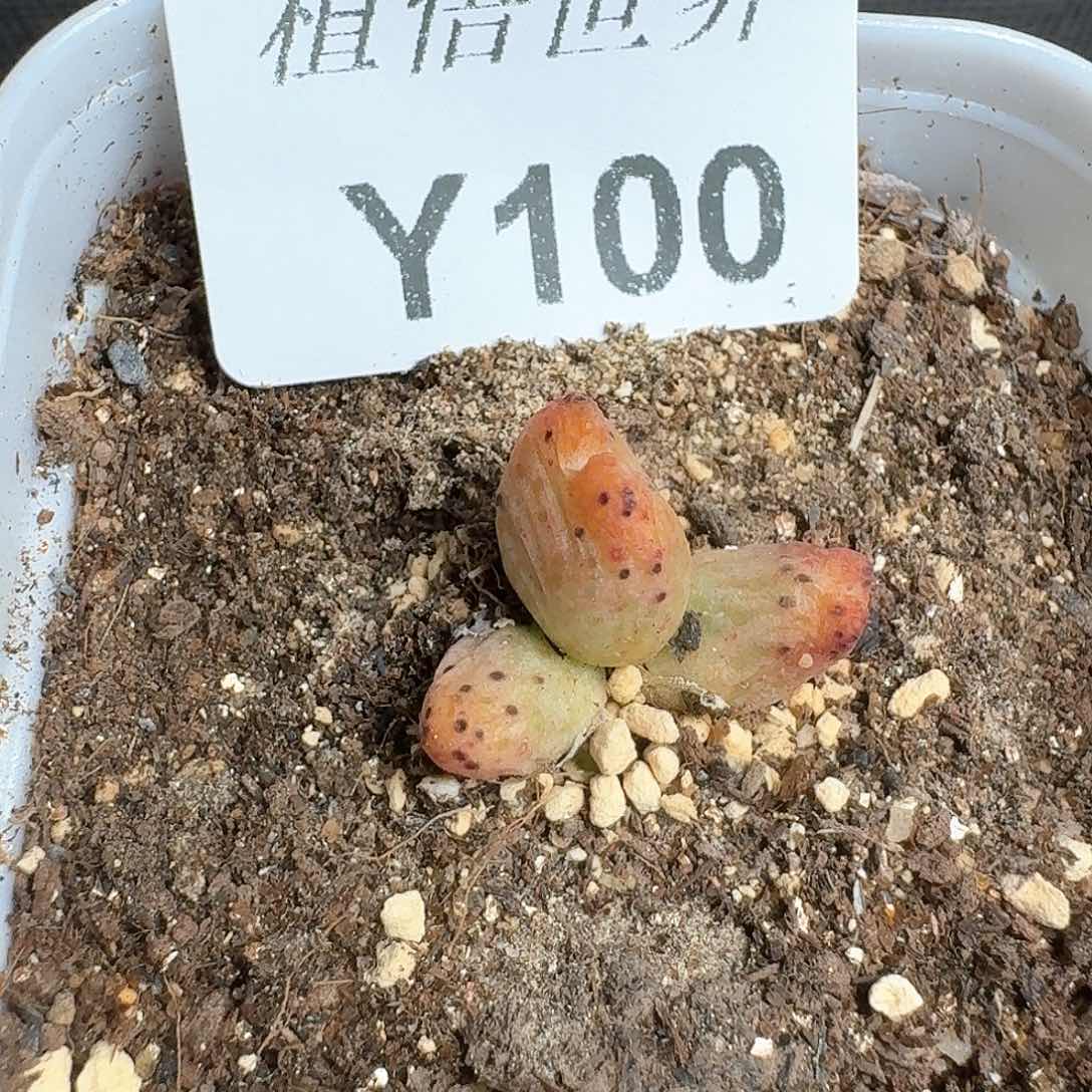 100号多肉植物哇f f