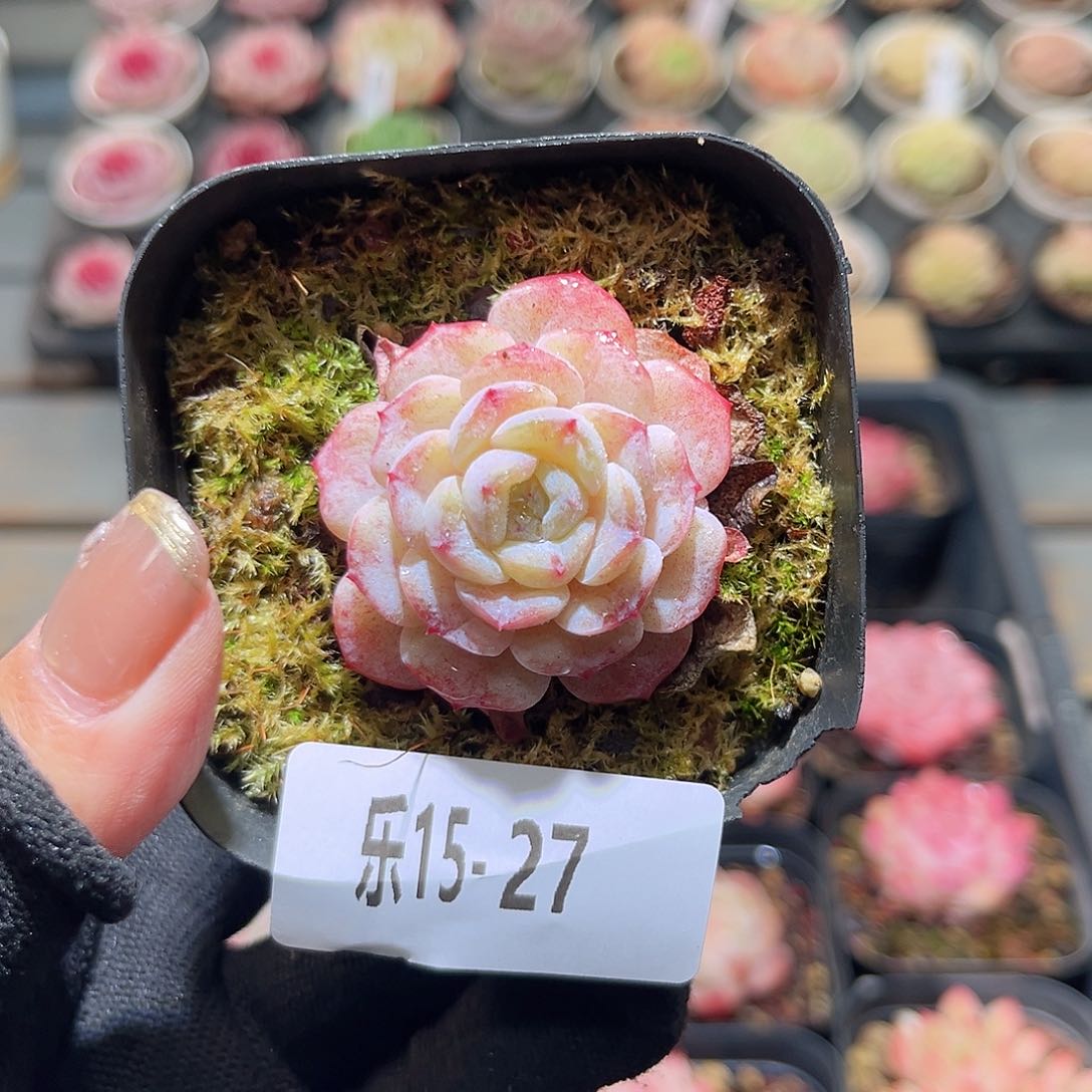 乐14-27 晨曦单头 