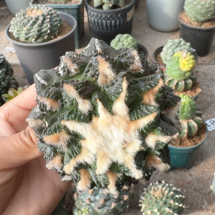 0657苗接艳肌小尤龟甲牡丹