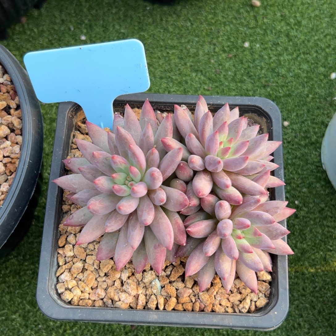 特价虞美人11111111111111