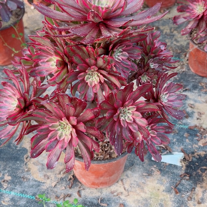 709紫霞多肉植物