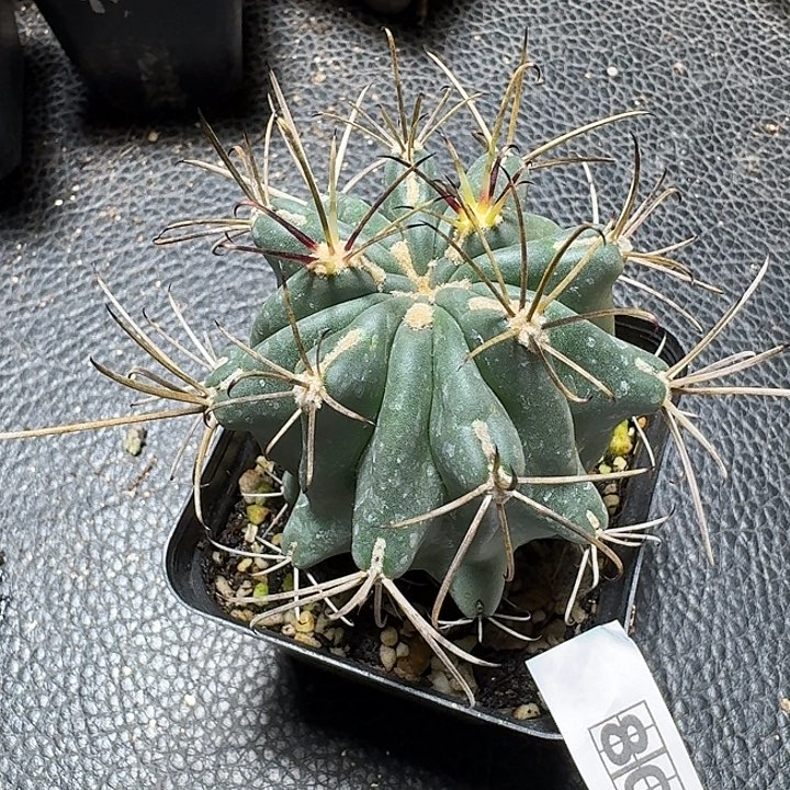 805黑罗刹脱土发货