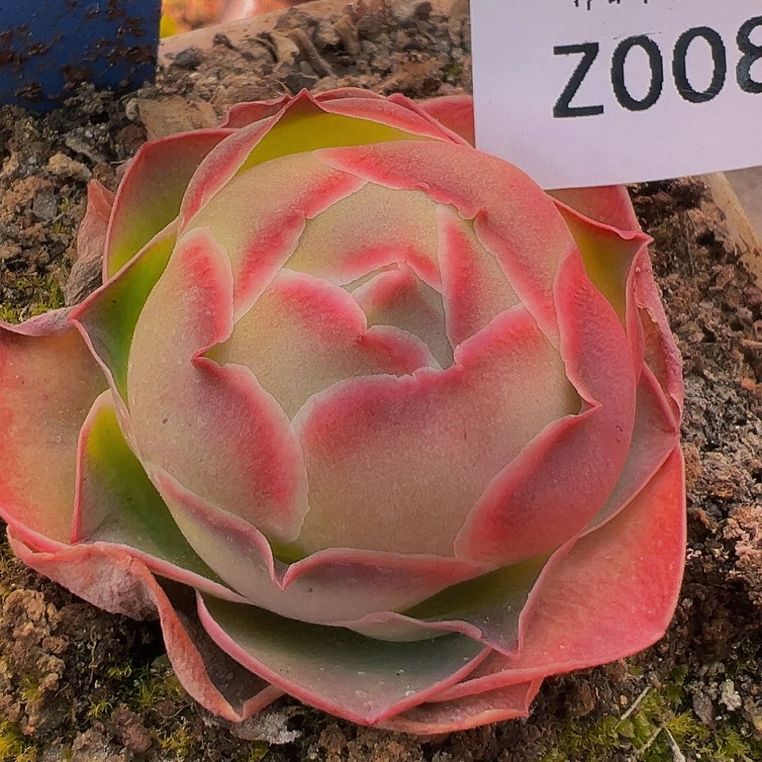 朱008 帕美至爱试炼