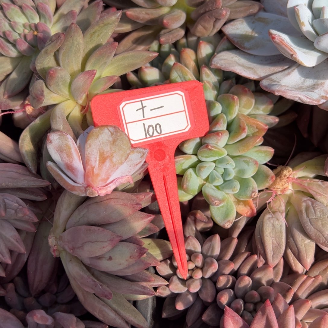 十***•十一100。             