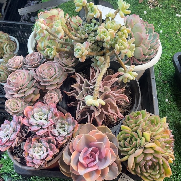 3785，筐拍，微瑕，不售后