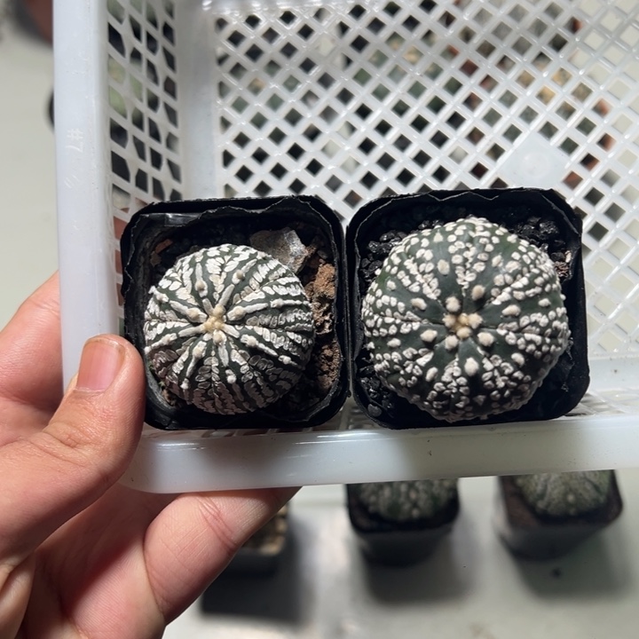 兜球竞拍不退不换