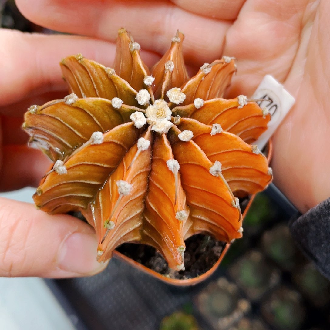 非偏远地区满25包邮仙人球