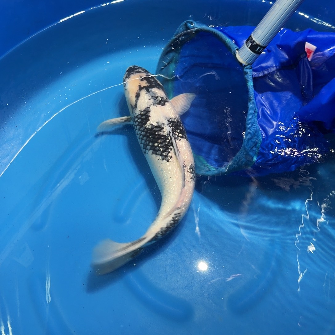 锦鲤白写专拍链接