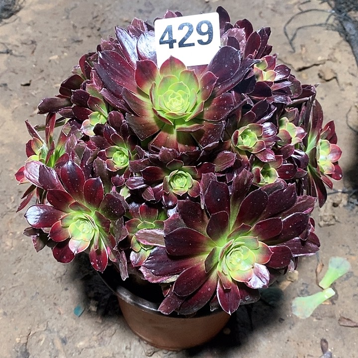 法师植物12345678