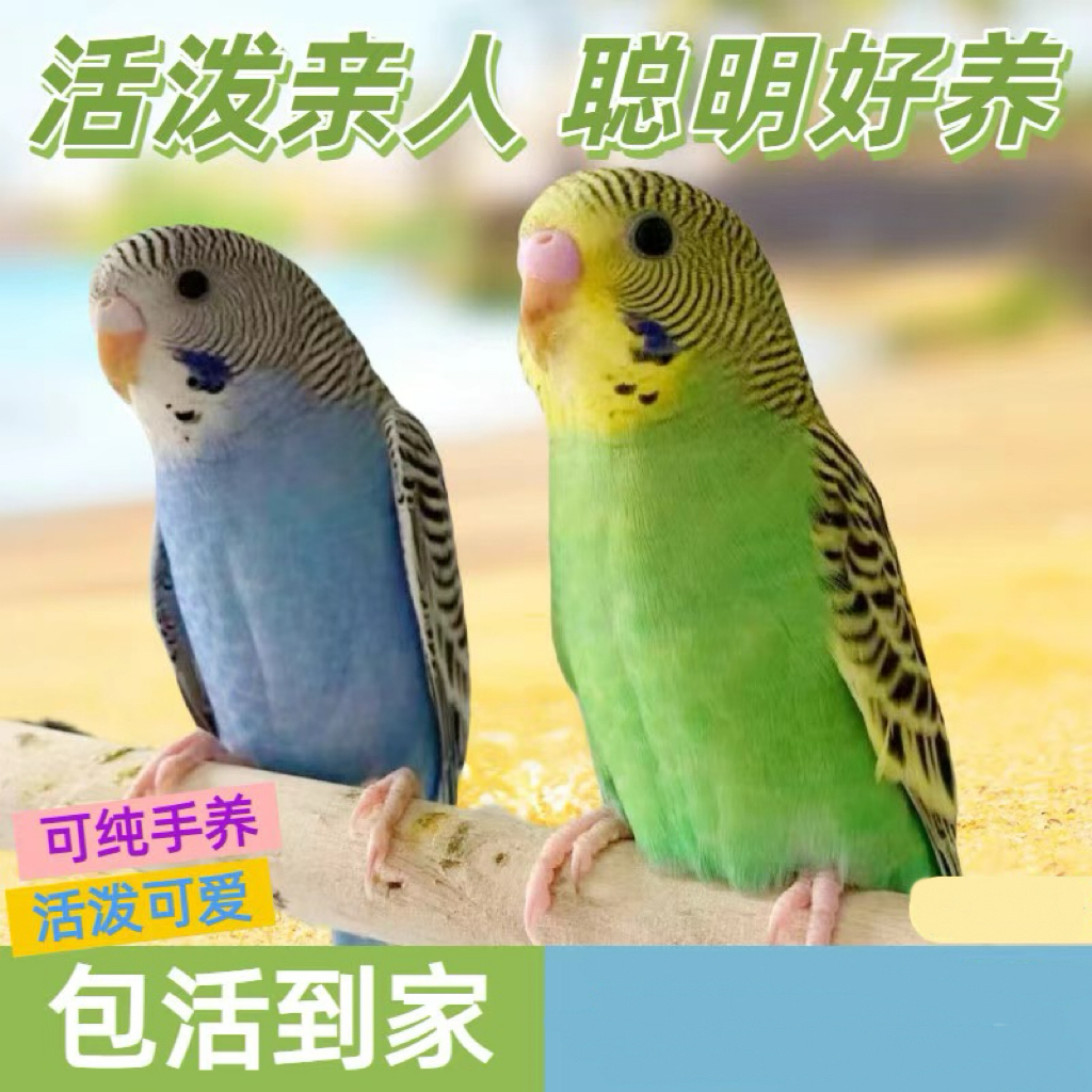 【可教学说话】2只一对会学说话的鹦鹉活鸟宠物手养小鹦鹉虎皮鹦鹉