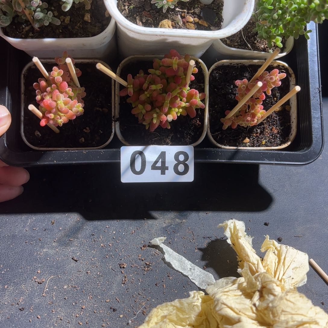 枝干番杏多肉植物048