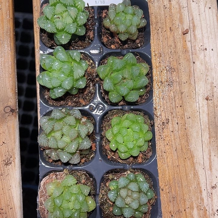 直播福利一物一拍34