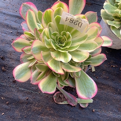 284玉姿多肉法师锦