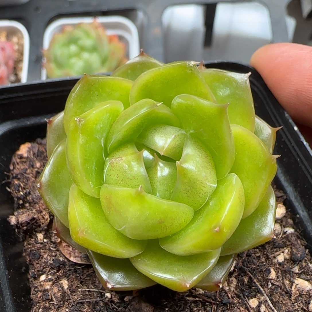 一物一拍蓝水鬼24153