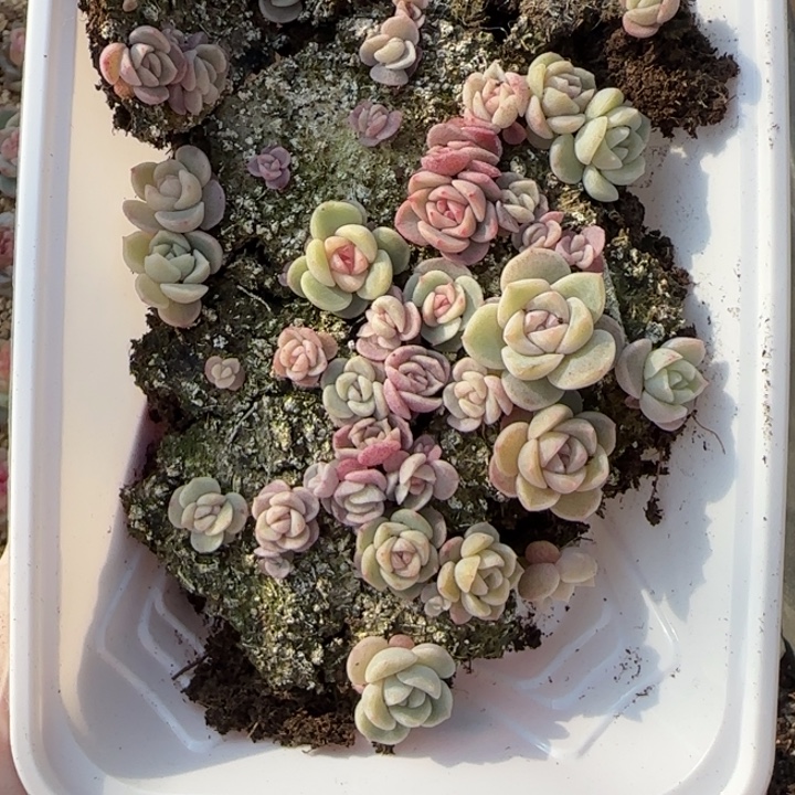 义***勇8号王者系列种播苗一盒