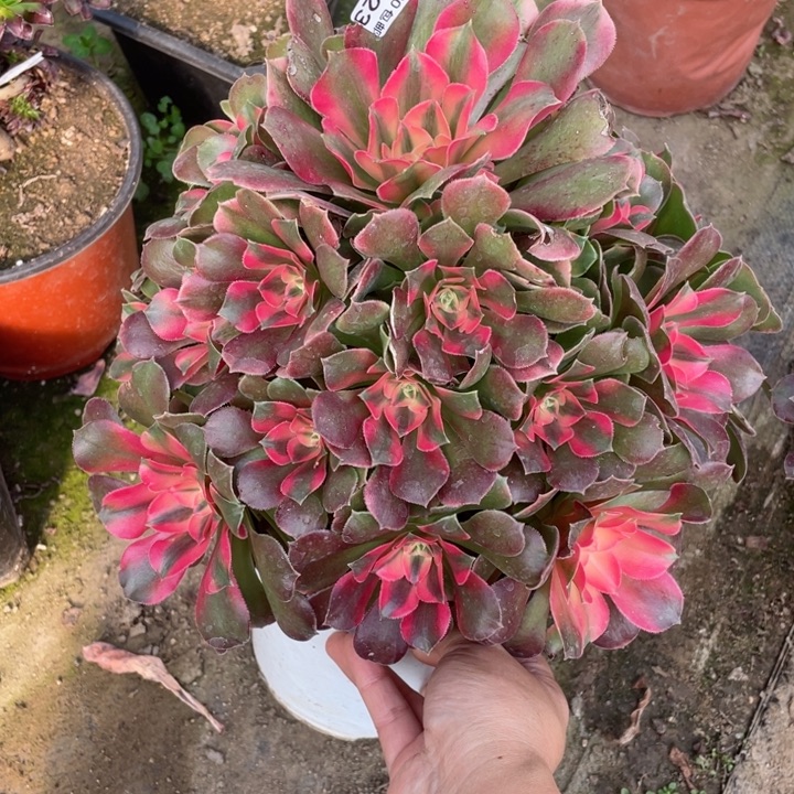 25香妃有断12345678