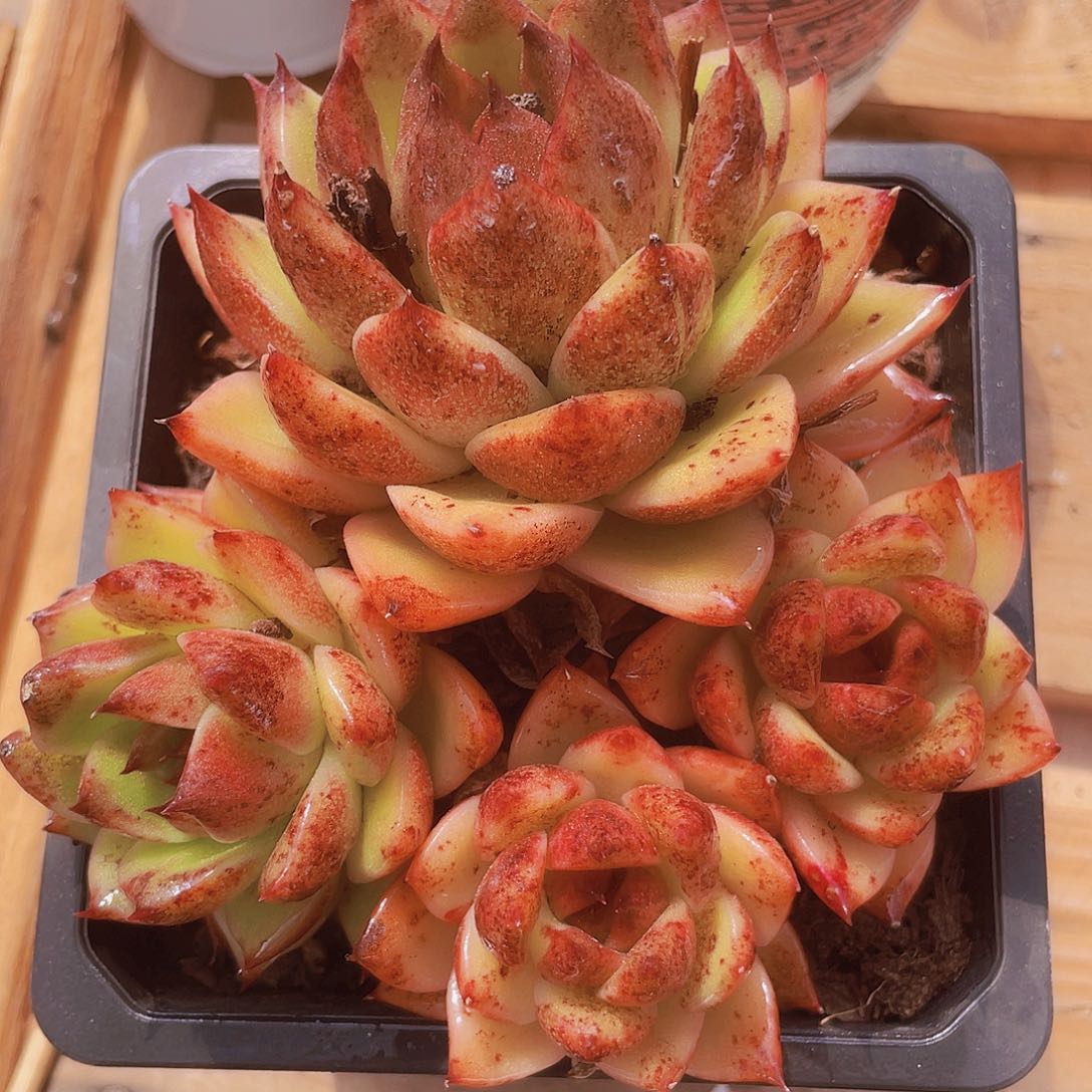 4头整群黑水晶福利