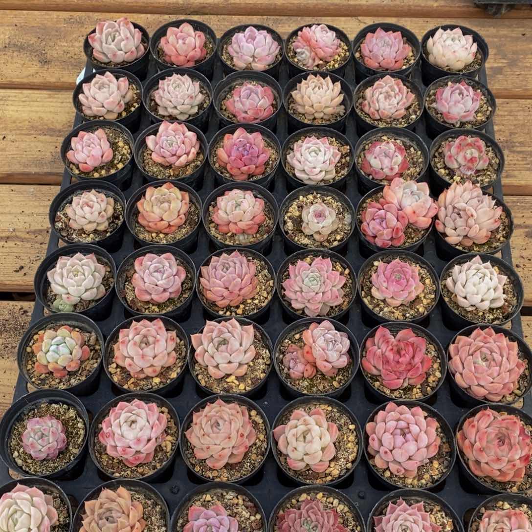 544多肉植物纤维面膜贴