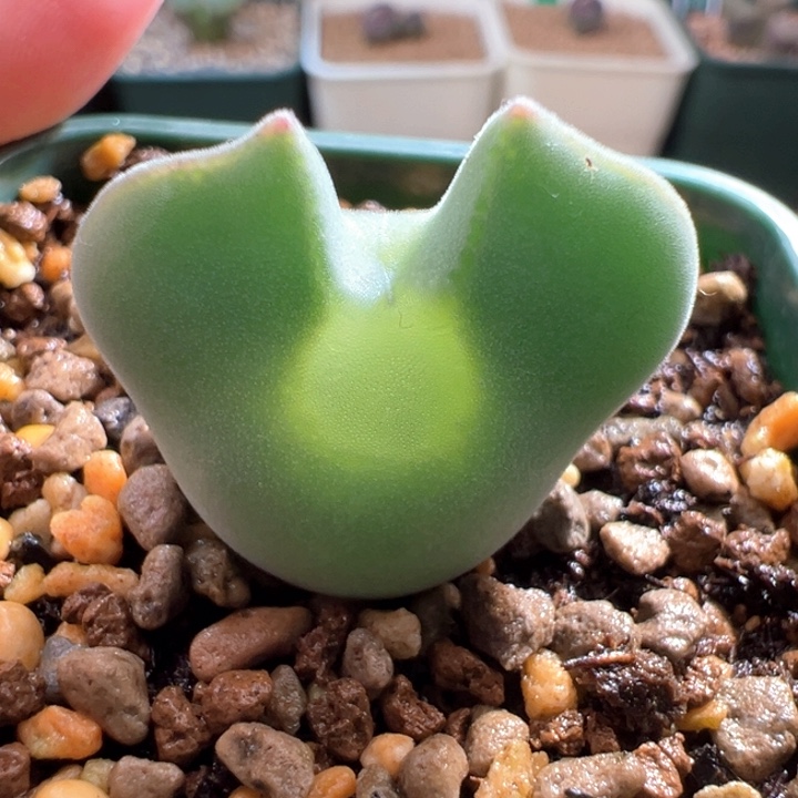 w343 青蛙3年爆3头大眼睛！！！