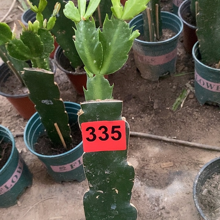 无花朵璇*083，335号新疆不包邮