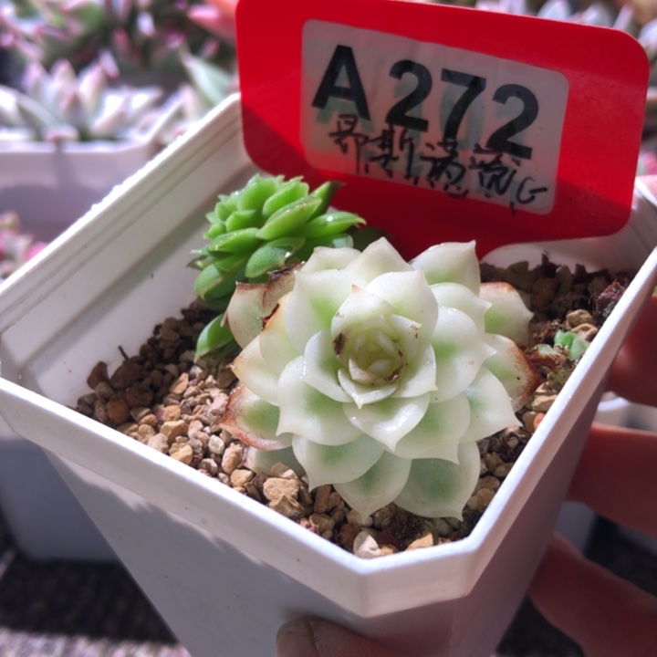 圆叶昂斯诺宽锦有根