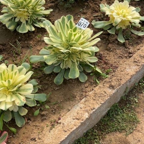 070辛尼亚不包断枝