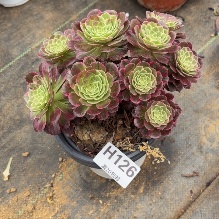 瑞妈多肉植物是126有断枝