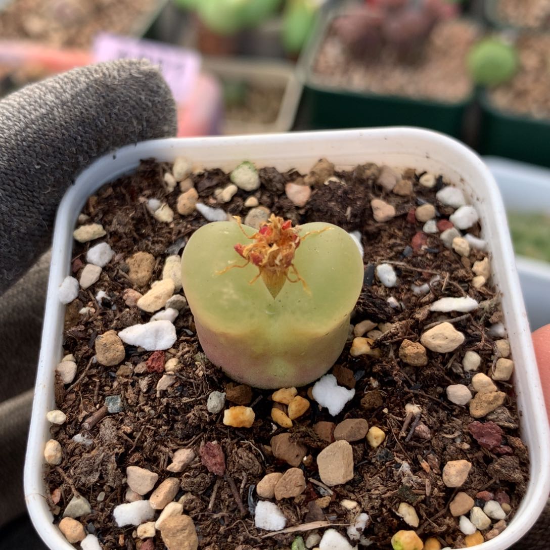 9号冰魄母本一颗