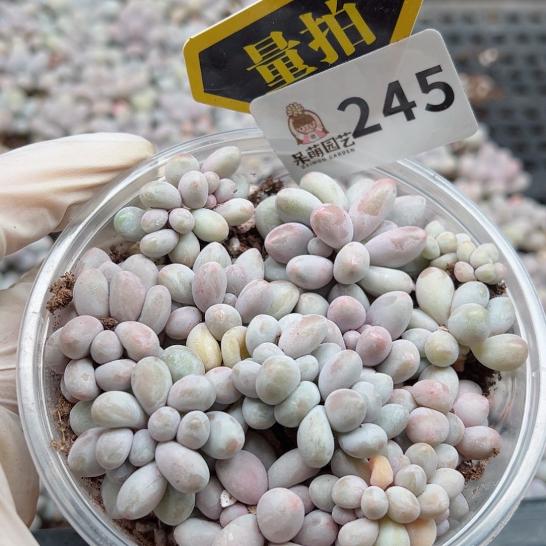 多肉植物多肉植物