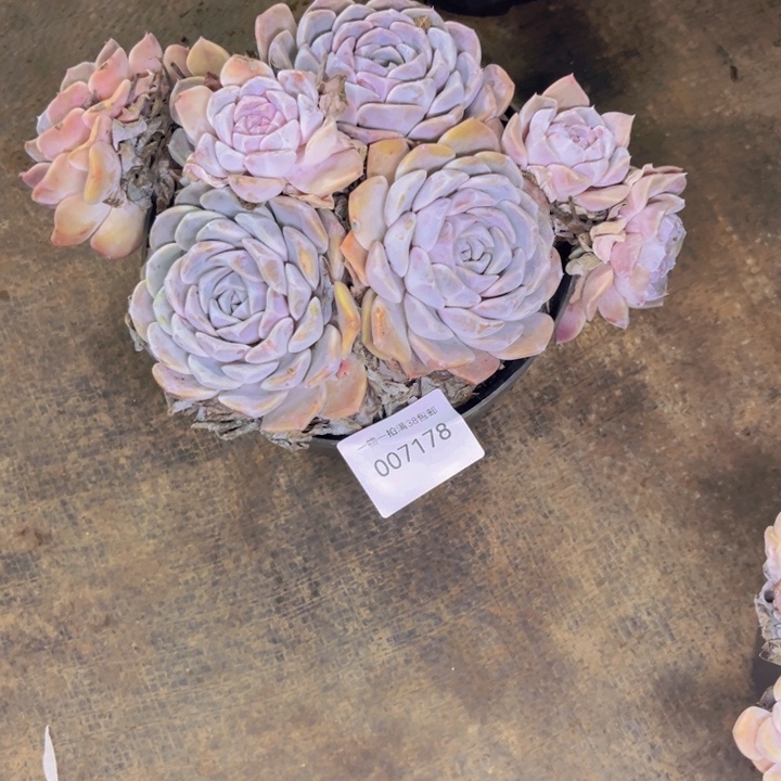 【***】多肉一物一拍7178