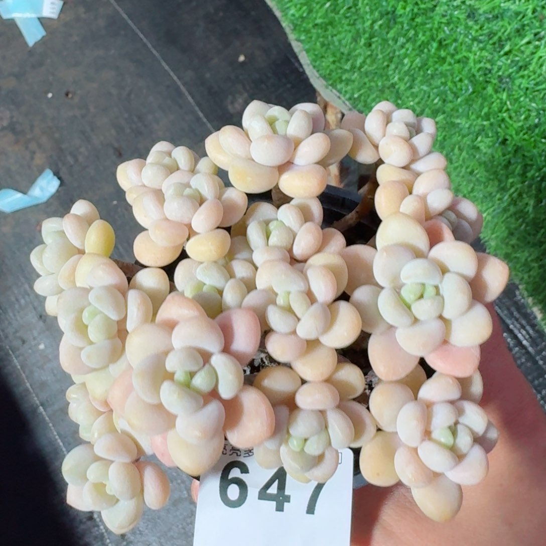 奶白糖         精品多肉