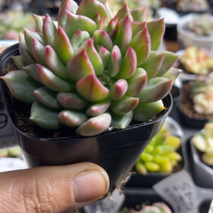 红酒锦多肉植物390