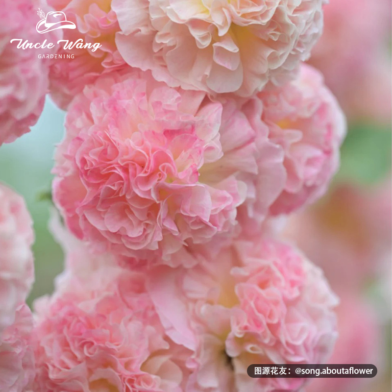 种花王大爷重瓣蜀葵盆栽宿根花卉植物阳台庭院室外花境线性植物