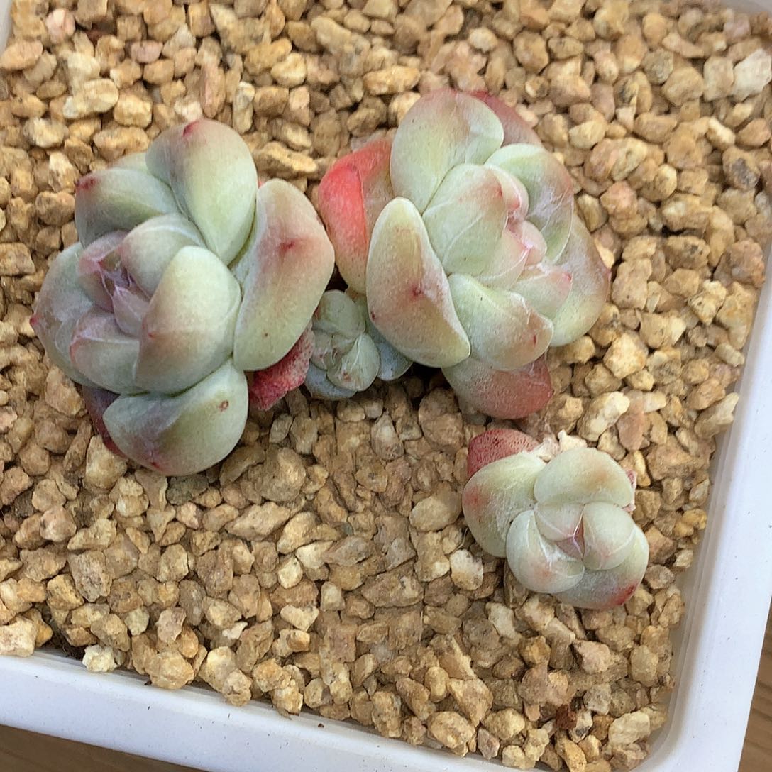 冰玉冰玉冰玉冰玉