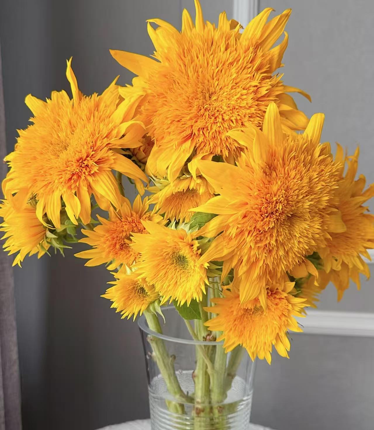 云南鲜花  泰迪向日葵花 p