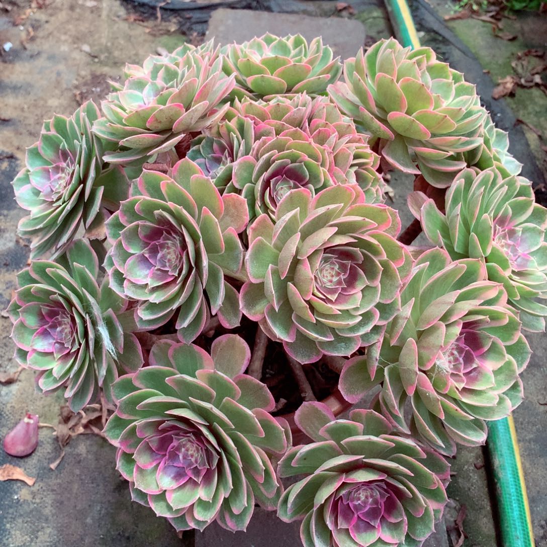 粉花妖，主头摘心的