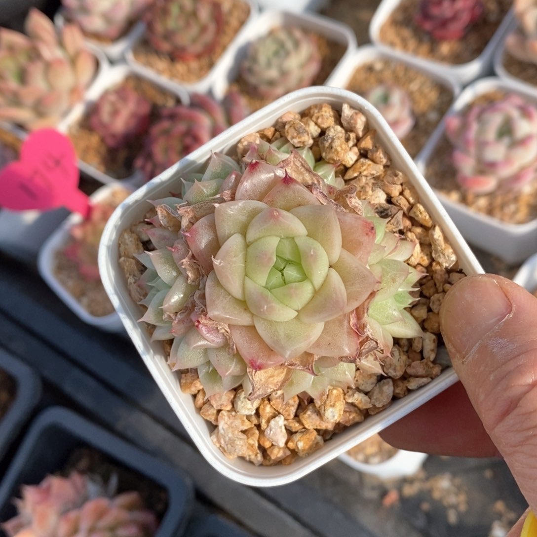 精品多肉一物一拍不包整39