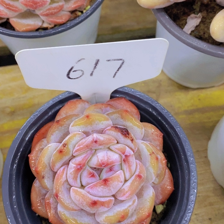 多肉植物，一物一拍