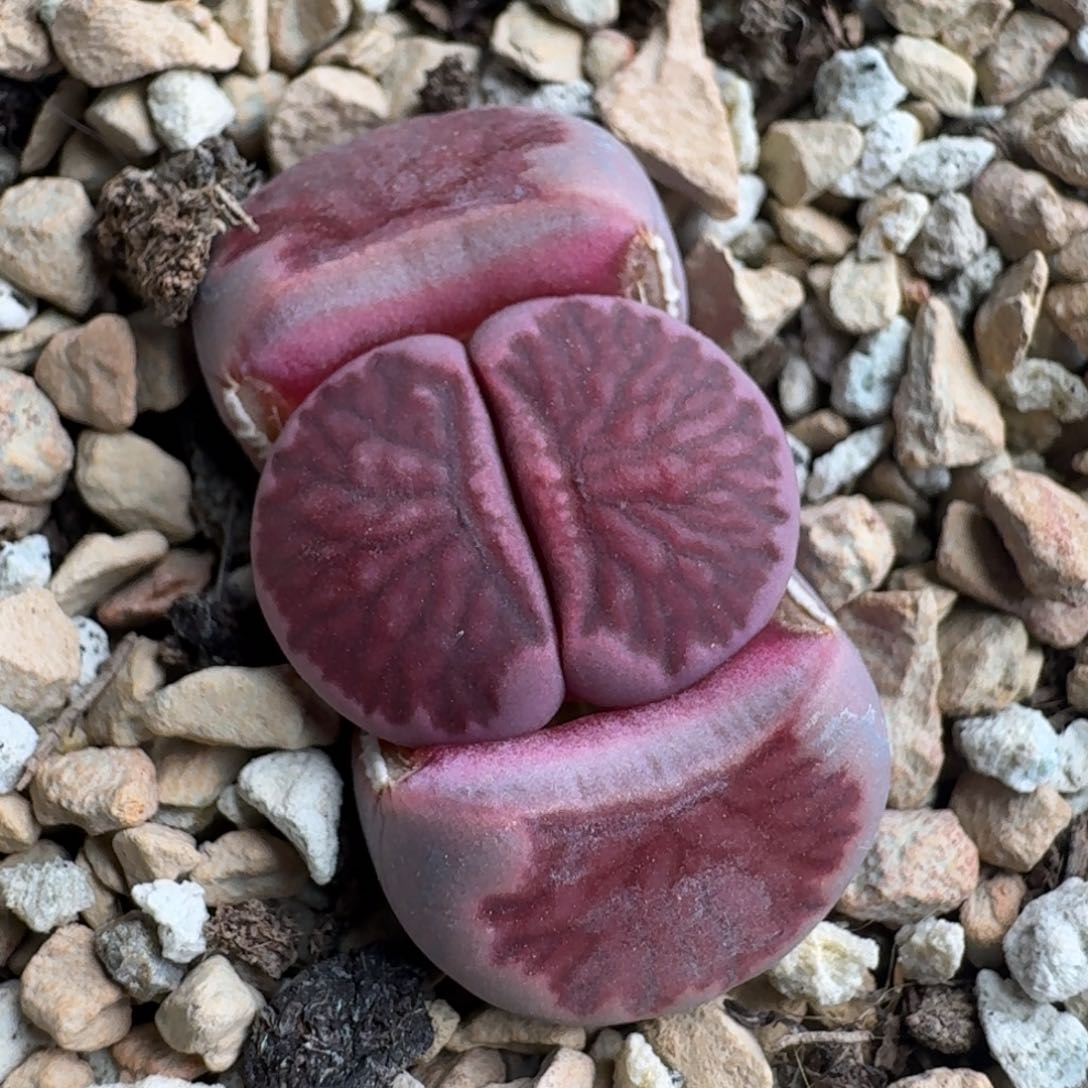 K320紫菊回交三年优选