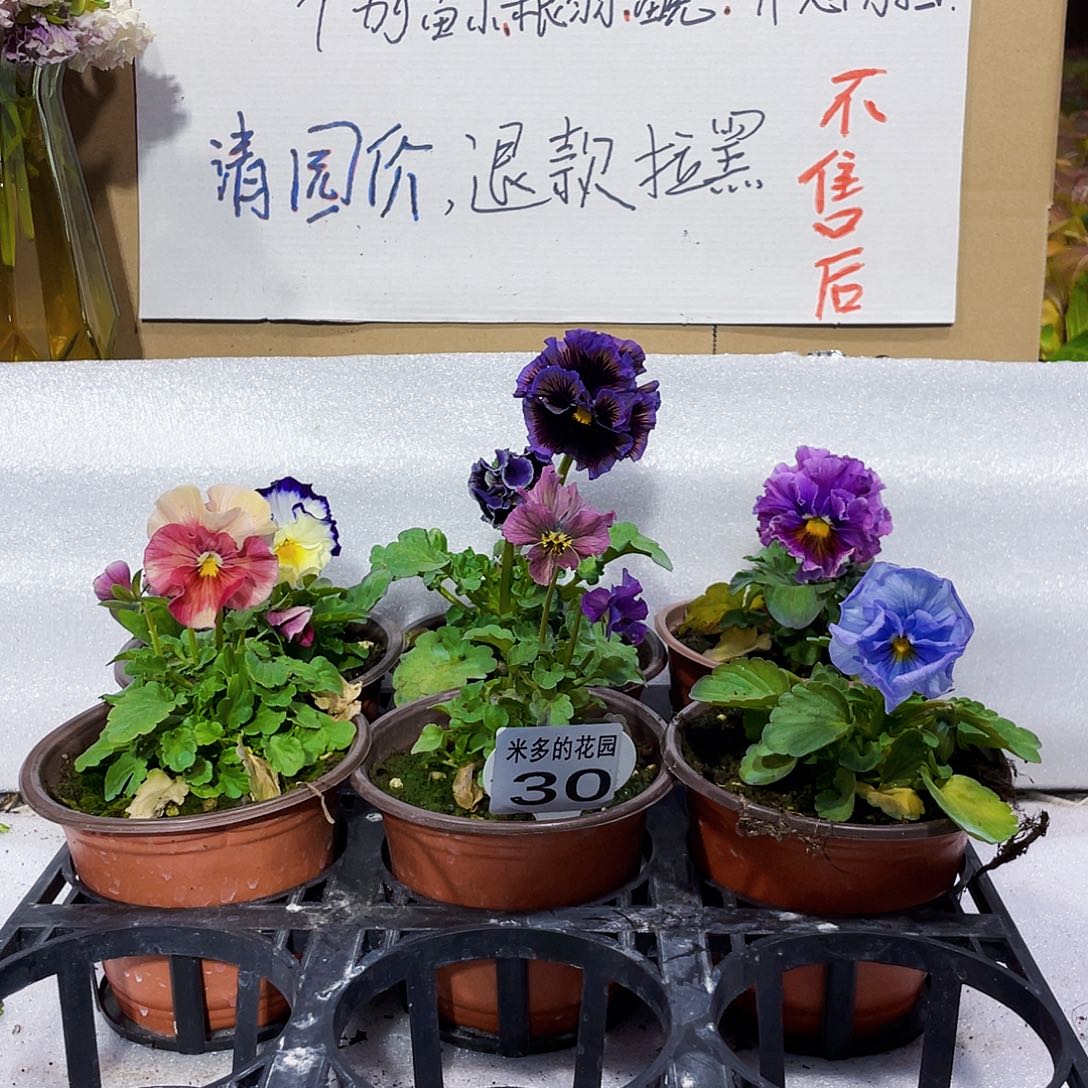 大部分花苞少量开放30