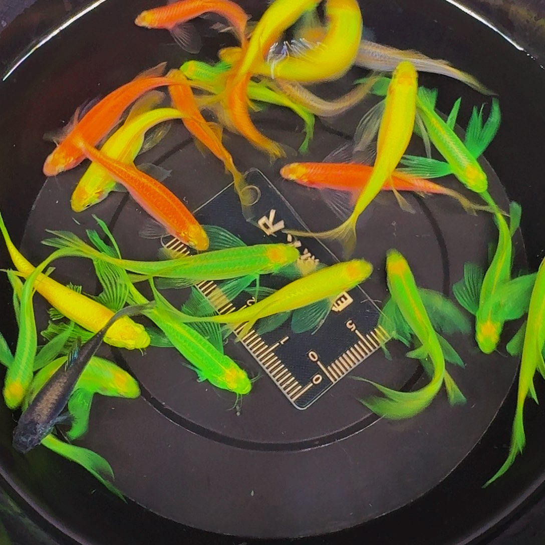 斑马鱼蝶翼斑马微瑕疵22