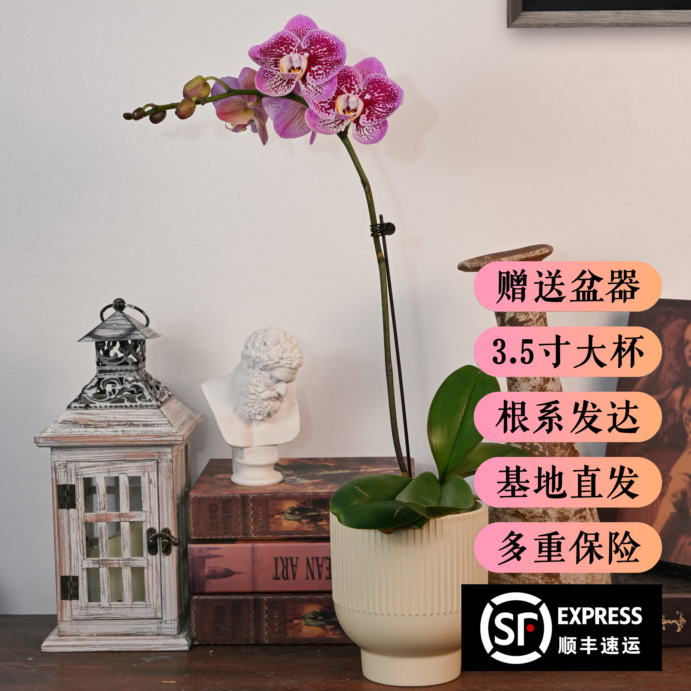 TOP FLOWER/上花蝴蝶兰盆栽 钻石 紫色斑驳纹理 【顺丰发货】