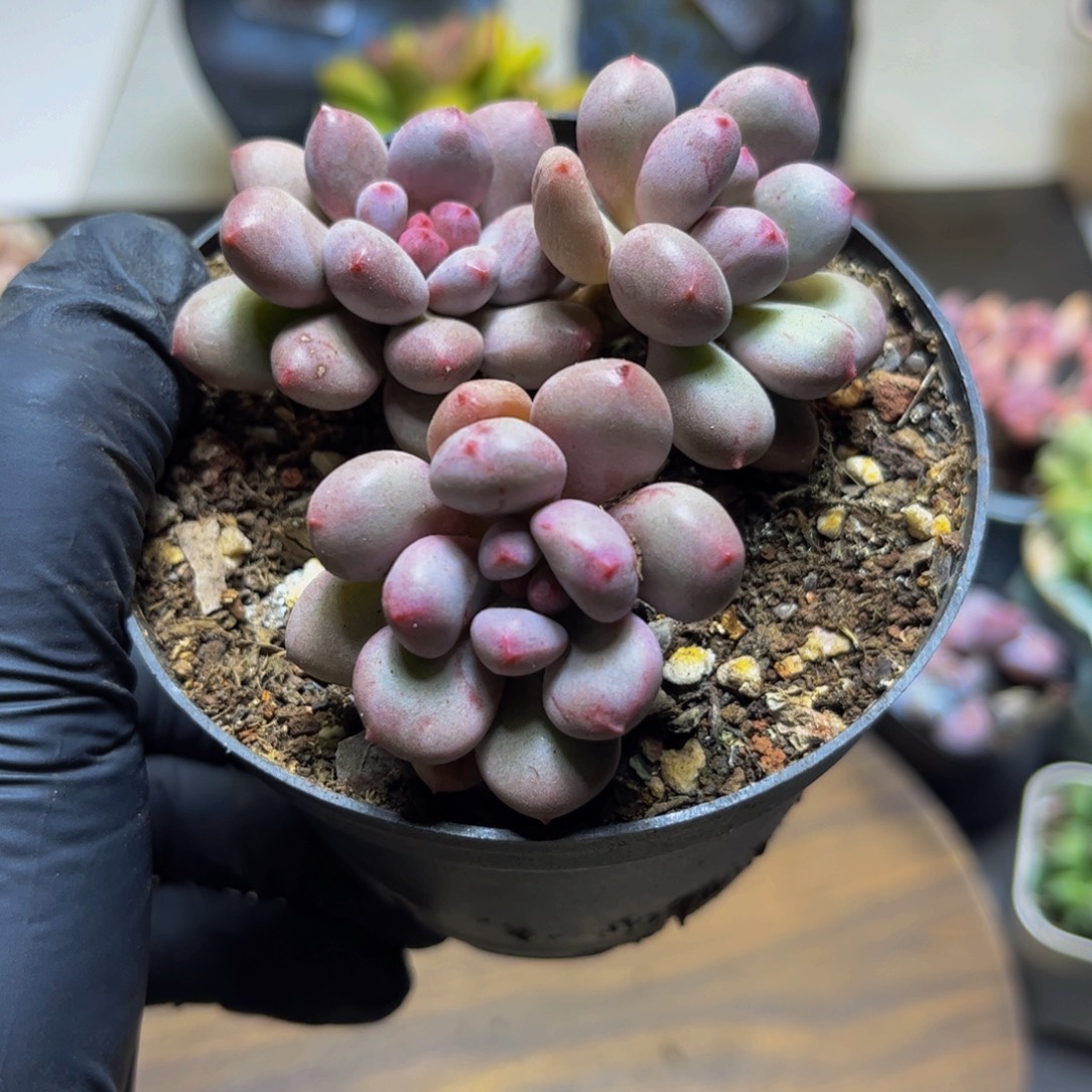 088桃花仙子奶酪7厘米