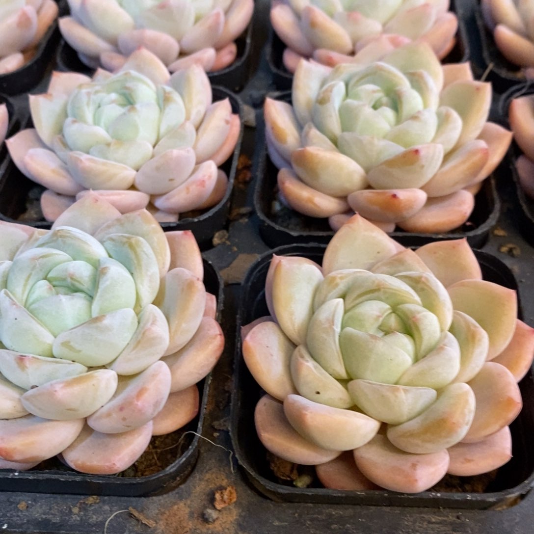 157。樱花之恋。单头。