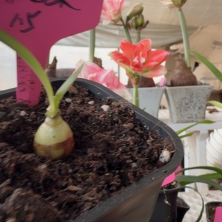 无花朵双凤蝶直径1.5朱顶红