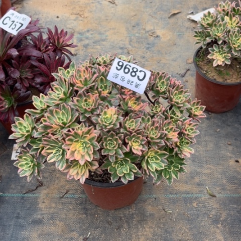 896甜茶不包断枝