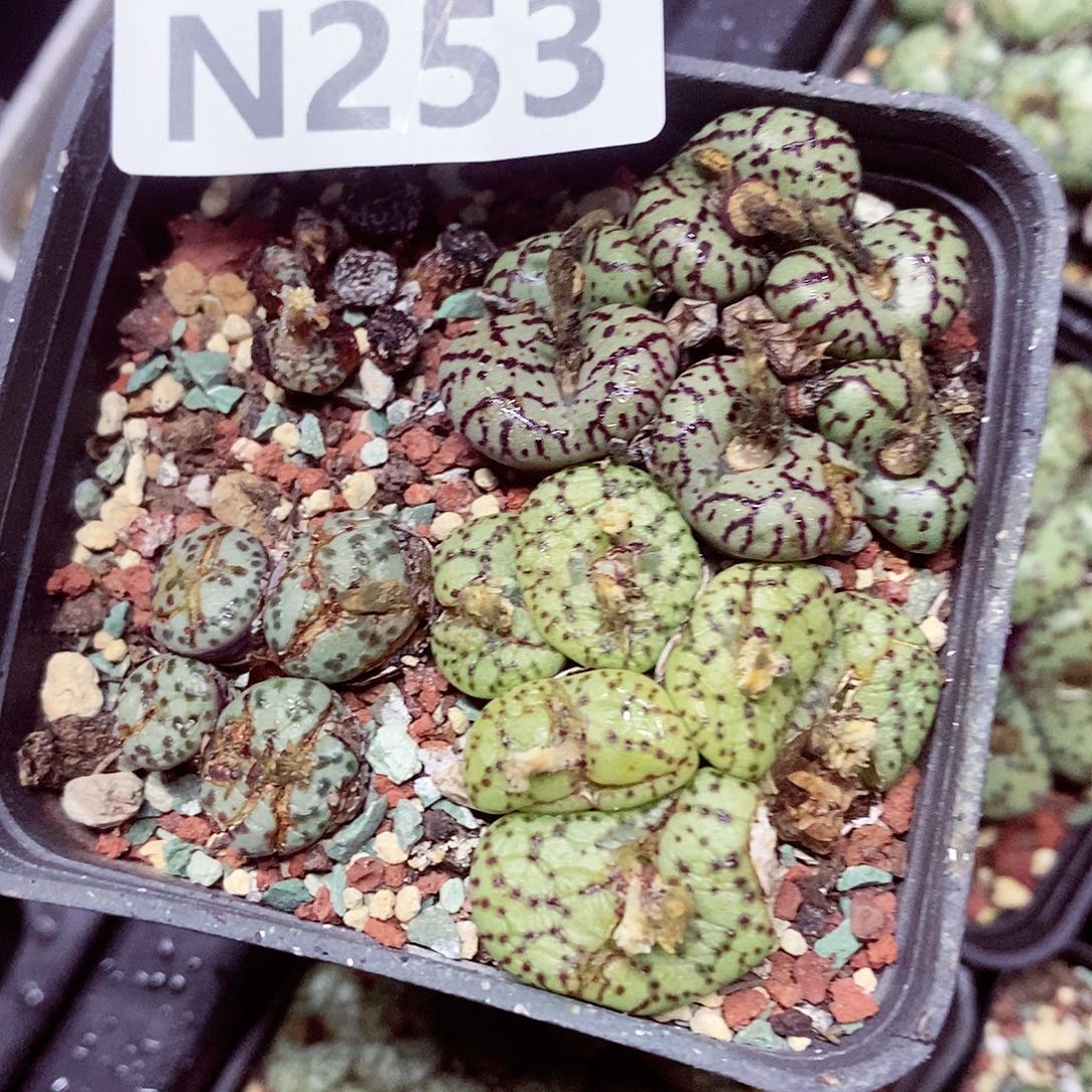 蛋***蛋253灯泡呃呃呃呃呃呃呃呃呃呃呃呃